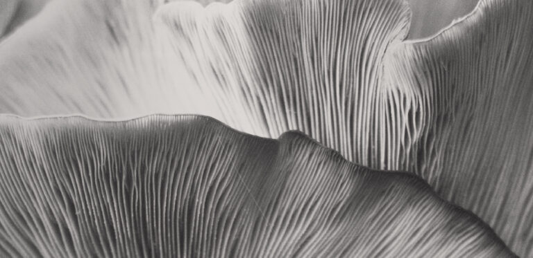 Detalle en blanco y negro de las láminas y filamentos del micelio, mostrando sus formas onduladas y su textura orgánica.